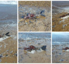 'Dead Mermaid' Washes Up On Great Yarmouth British Beach