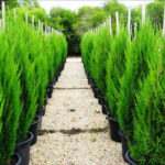 Spartan Conifer Tree: What Is It and What Is Its History?
