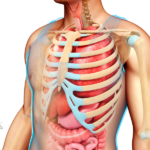 The Effects of Smoking on the Skeletal System