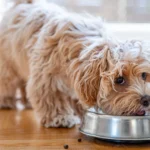Natural Dog Food