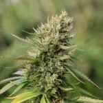 Buy CBD Flowers in Fort Myers FL